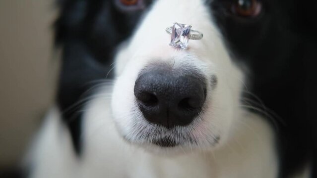 Will you marry me. Funny portrait of cute puppy dog border collie holding wedding ring on nose close up. Engagement marriage proposal concept