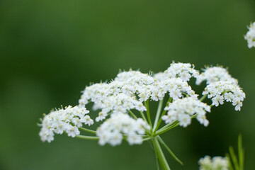 Bee collects pollen for honey from white flower. Anise flower field. caraway flower t. Fresh...