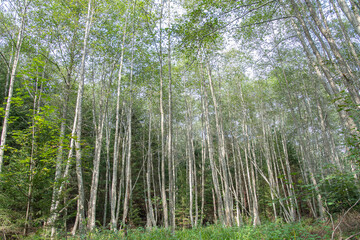 Fototapeta na wymiar Grey alder riparian habitat. Riparian forest. Grey alder (Alnus incana ) forest.