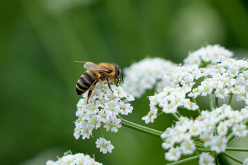Bee collects pollen for honey from white flower. Anise flower field. caraway flower t. Fresh medicinal plant. Seasonal background. Blooming cumin field background on summer sunny day.