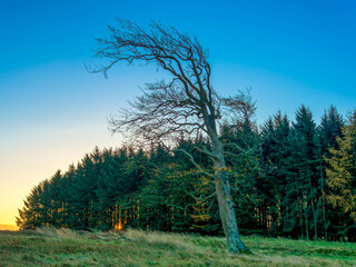 Tree before copice, Gleniffer Braes Country Park, Paisley, Renfrewshire, Scotland UK