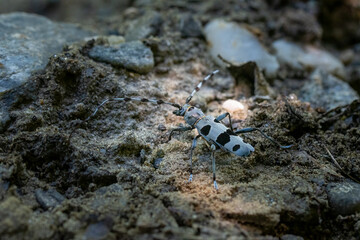 The Rosalia longicorn (Rosalia alpina) or Alpine longhorn beetle on the ground