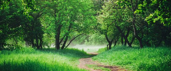 Scenic landscape with beautiful lush green foliage. Footpath under trees in park in early morning in mist. Colorful scenery with pathway among green grass and leafage. Vivid natural green background. - Powered by Adobe