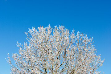 Snow-covered tree in the Pyrenees