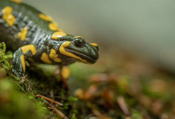 A fire salamander on the ground in the forest. Salamander (Salamandra salamandra) portrait.