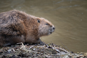 A portrait of an eurasian beaver on the edge of a river. Castor fiber portrait.