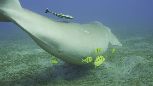 Slow motion, Dugong floats away. Sea Cow or Dugong (Dugong dugon) with Remorafish on her stomach and school of Golden Trevally fish (Gnathanodon speciosus) swims away into the distance. Back view