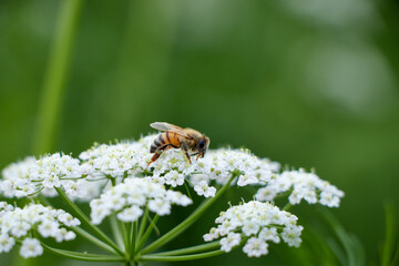 Bee collects pollen for honey from white flower. Anise flower field. caraway flower t. Fresh medicinal plant. Seasonal background. Blooming cumin field background on summer sunny day.