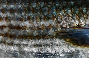 Close up of fish scales © vittoria