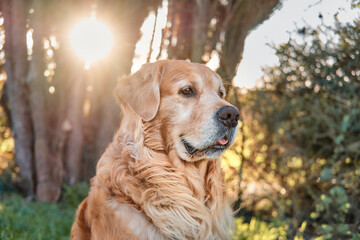 Primer plano horizontal de un Golden Retriever mirando hacia su izquierda con la lengua fuera