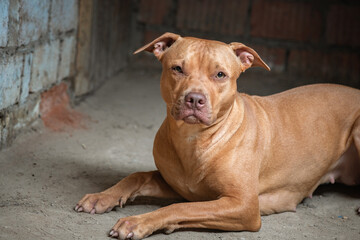 Portrait of a kind pit bull terrier in the basement of a residential building.
