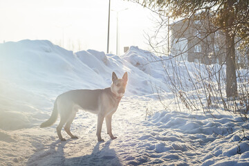 Fototapeta premium Dog German Shepherd outdoors in a winter day. Russian guard dog Eastern European Shepherd in village in cold time with snow