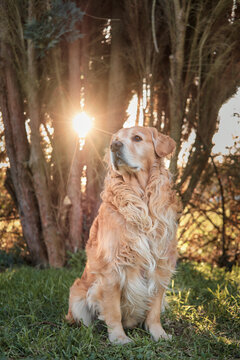 Golden Retriever sentado en la hierba mirando a su derecha con el sol a su espalda