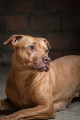 Portrait of a kind pit bull terrier in the basement of a residential building.