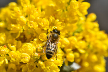 Honey bee collecting pollen at yellow flower. Close up of honey bee pollinate yellow flower, summer and spring backgrounds