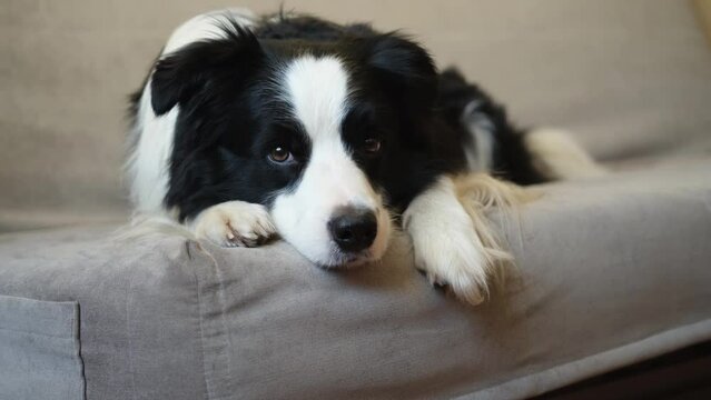 Funny border collie videos hotsell