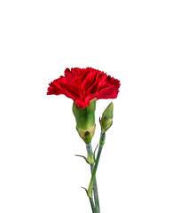 Red Carnation flower isolated cutout on transparent