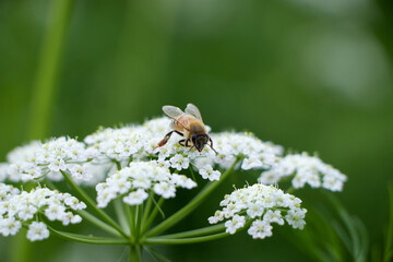 Bee collects pollen for honey from white flower. Anise flower field. caraway flower t. Fresh medicinal plant. Seasonal background. Blooming cumin field background on summer sunny day.