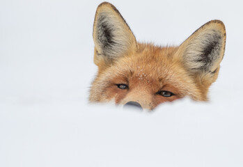 Obraz premium A portrait of a red fox