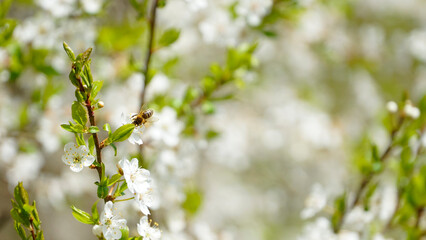 A Bee sitting on the Wild cherry tree (Prunus Avium)