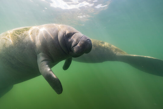 Seascape with swimming Manatee