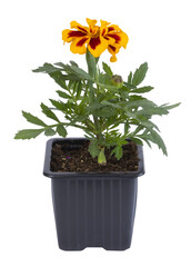 Oeillet d'inde	 en pot