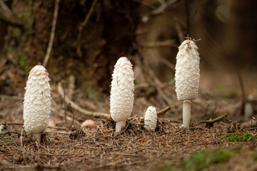 Coprinus comatus, the shaggy ink cap, lawyer's wig, or shaggy mane, is a common fungus often seen growing on lawns, along gravel roads and waste areas © Ungureanu
