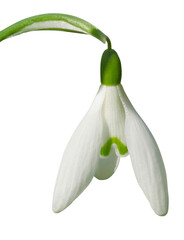 Gros plan d'une fleur de Galanthus nivalis	