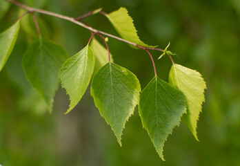Fototapeta premium Silver birch tree (Betula pendula) leaves on Spring