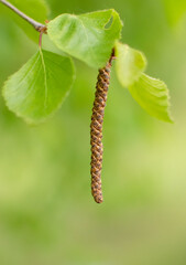 Birch tree (Betula pendula) leaves and catkins on Spring