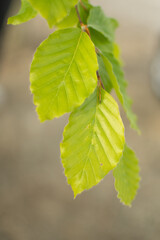 Beech tree (Fagus sylvatica) green leaves on a branch