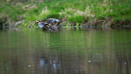 The Mandarin duck in flight
