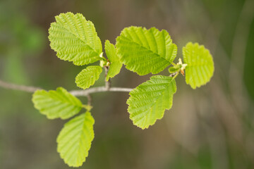 Grey alder (Alnus incana) green leaves 