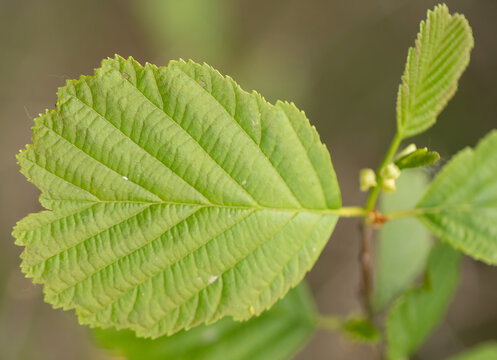 Grey alder (Alnus incana) green leaves 