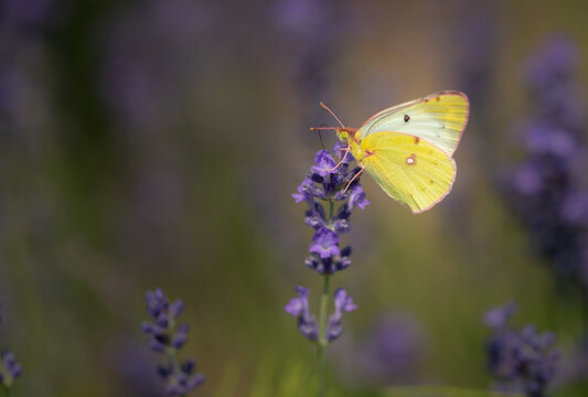A butterfly on a lavender flower