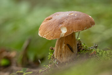 Boletus edulis in an edible and very tasty mushroom also known as Porcini. Can be prepared on different dishes.