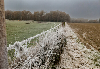 winter and frost in a field
