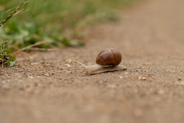 snail on the road