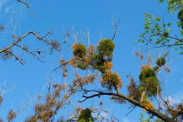 Amela balls parasitize trees on trees. Bird (raven) on a cut near the parasite plant