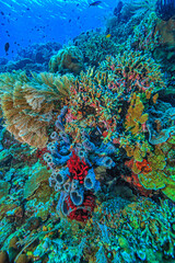 Coral reef South Pacific