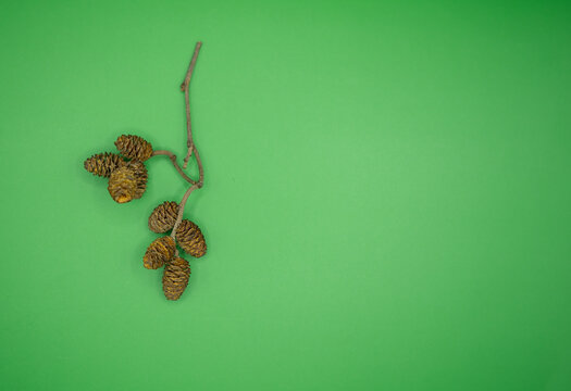 Details of grey alder (Alnus incana) seeds and cones