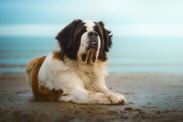 Adorable Bernard dog on a beach 