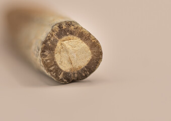 Macro detail of belemnites. Belemnitida (or belemnites) is an extinct order of squid-like cephalopods that existed from the Late Triassic to Late Cretaceous