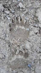 A brown bear footprint on mud