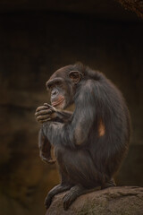 portrait of a thinking chimpanzee 