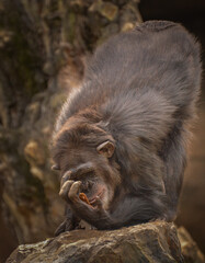 A chimpanzee looking with interest to his hand