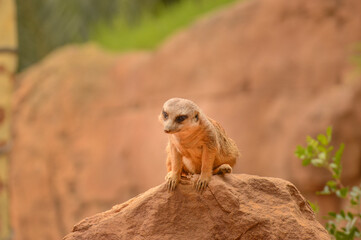 meerkat on a rock