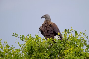 Ichthyophaga ichthyaetus, Grey-headed Fish-eagle, Orel šedohlavý. in wilderness, perched on dry trunk against blurred forest in background. Wild eagle photography.  Wilpattu park, Sri Lanka