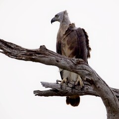 Ichthyophaga ichthyaetus, Grey-headed Fish-eagle, Orel šedohlavý. in wilderness, perched on dry trunk against blurred forest in background. Wild eagle photography.  Wilpattu park, Sri Lanka