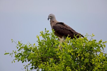Ichthyophaga ichthyaetus, Grey-headed Fish-eagle, Orel šedohlavý. in wilderness, perched on dry trunk against blurred forest in background. Wild eagle photography.  Wilpattu park, Sri Lanka